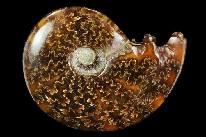Polished, Agatized Ammonite (Cleoniceras) - Madagascar #117428